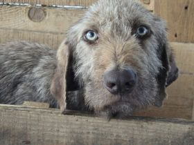 Wer schenkt der tollen Polli sein Herz?