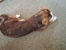 Australien Shepherd mini 6 monate