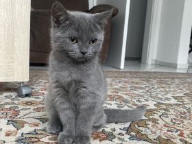 Britisch Kurzhaar Kitten