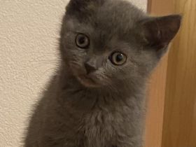 Britisch Kurzhaar Kitten