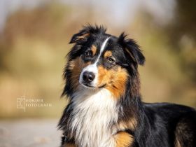 Australian Shepherd Deckrüde / black tri / ASCA