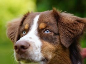 Australian Shepherd Deckrüde / red tri / blaue Augen / ASCA