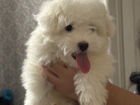 Bichon Maltese welpe