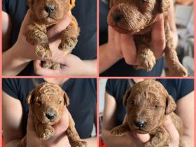 Pudel-Welpen suchen Zuhause