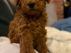 Pudel-Welpen suchen Zuhause