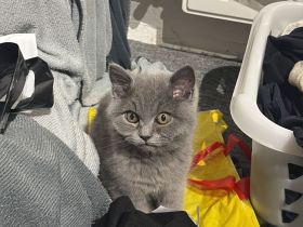 Verkaufe britisch kurzhaar kitten