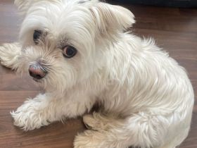 Susi 🐾 Einzelprinzessin aus 86316