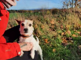 Elly 🐾 kleiner lebensfroher Sonnenschein aus 08548