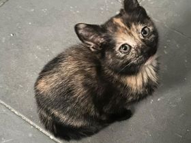 Verkaufe 2 Kätzchen