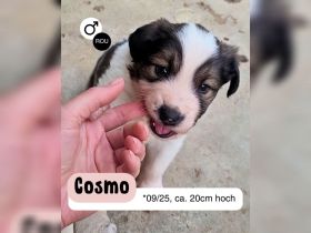 Welpe COSMO möchte das Leben kennenlernen