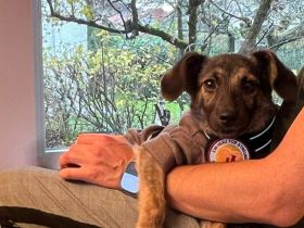 Goldiges Hundemädchen Solea sucht festes Zuhause