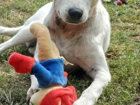 Fatyol, kleine Kämpferin mit großem Herzen für Kinder und Katzen