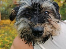 Kleine wuschelige Maisy sucht Zuhause