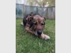 Lobo, großer sanftmütiger Riese sucht ein Plätzchen als Einzelprinz