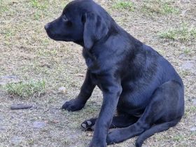 Labradorwelpen zu verkaufen
