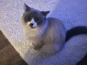 Ragdoll Katze