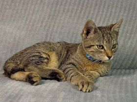 Liebes Kätzchen , 4 Monate, sucht ihre Familie