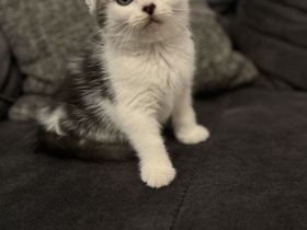 BKH-Mix Babykatze Kitte in liebevolle Hände abzugeben