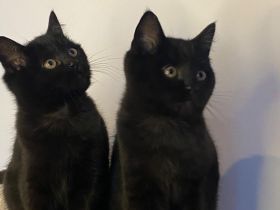 🐾 Wunderschöne BKH-Kitten abzugeben