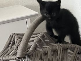 2kleine schwarze Panther Siam Bkh mix Mega anhänglich durch flaschenaufzucht ab sofort