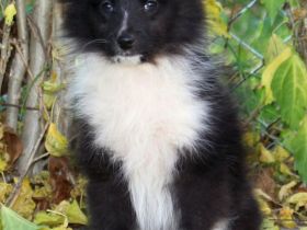 Shetland Sheepdog-Welpen zu verkaufen
