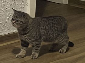 Süße Bkh Katze Brown tabby spotted 5 Monate in gute  Hände