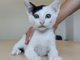 Abelino sucht ein Zuhause, gemeinsam mit Freundin Potosi