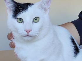 Abelino sucht ein liebevolles Zuhause mit Katzenkumpels