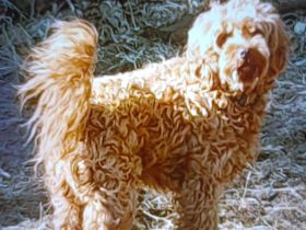 Super süsse Kuschelzwerge, 2Mädels 3J.