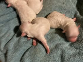 Hallo unsere Malteser Korea Linie extra klein Dame Maja ist am 4.11.25 Mutter geworden