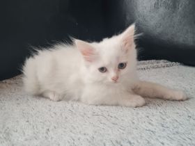 Waldkatzen Mix Kitten dürfen ausziehen