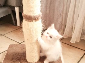 Waldkatzen Mix Kitten dürfen ausziehen