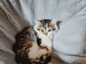 Süße Waldkatzen Mix Kitten