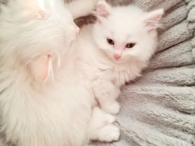 Waldkatzen Mix Kitten dürfen ausziehen