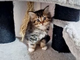 Süße Waldkatzen Mix Kitten