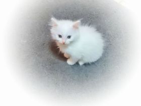 Waldkatzen Mix Kitten dürfen ausziehen