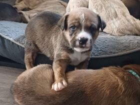 Schäferhund Boxer Welpen