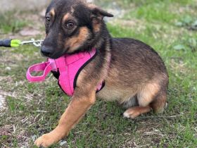 LOKI - kleiner Powerboy sucht Familie