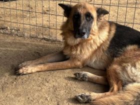 Rexy – eine treue Schäferhündin