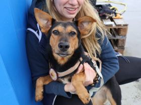 Aufgeweckte Mascha sucht ihre Menschen