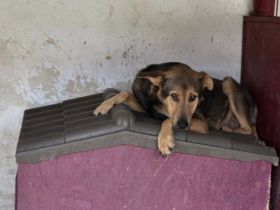 Schutzzone für Bazi gesucht