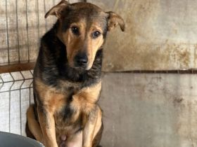 Schäferhund-Mix Bazi sucht dringend ein ruhiges Zuhause zum Ankommen