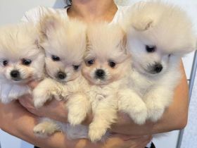 Wunderschöne Pomeranian Zwergspitz Welpen