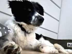 Zuhause gesucht für Feivel