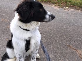 Feivel sucht seine Familie