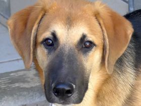 Kiwi 3, Grape, Pomegranate und Pineapple / Mischlinge