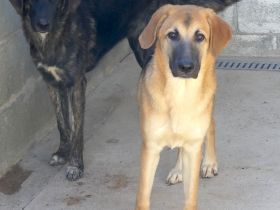 Kiwi 3, Grape, Pomegranate und Pineapple / Mischlinge