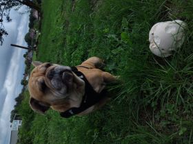 Englische Bulldogge mix