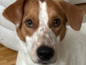 Benschi, geb. ca. 01/2025, lebt auf einer Pflegestelle in 60528 Frankfurt