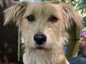 Dibala, geb. ca. 03/2024, lebt auf einer Pflegestelle in 56472 Hof